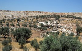 L'huile d'olive palestinienne s'exporte