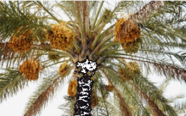 En Tunisie, les oasis se préparent à récolter leurs dattes !