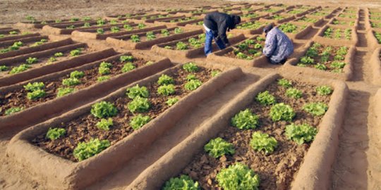 Barre Coulibaly, Pdg de l'Office du Niger : « L'agriculture est l'outil stratégique du développement du Mali »